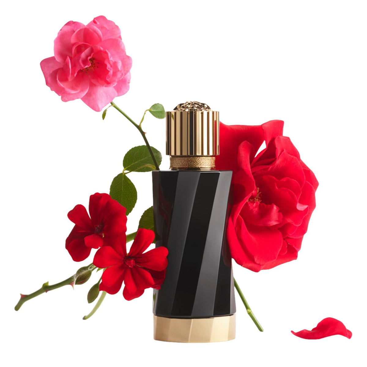 Rose Flamboyante